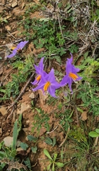 Solanum citrullifolium