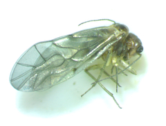 Peripsocus madidus