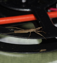 Sastrapada baerensprungi