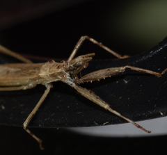 Sastrapada baerensprungi