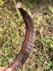 Gleditsia triacanthos