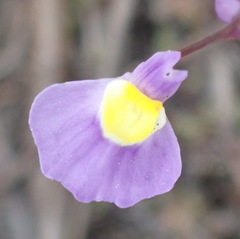 Utricularia welwitschii