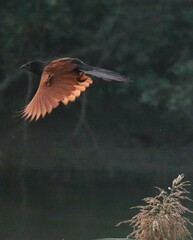 Centropus bengalensis