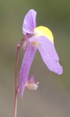 Utricularia welwitschii