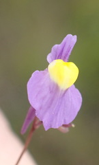 Utricularia welwitschii