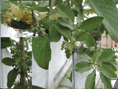 Iochroma arborescens