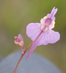 Utricularia welwitschii