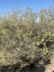 Vachellia constricta
