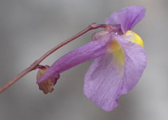 Utricularia welwitschii