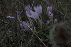 Colchicum stevenii