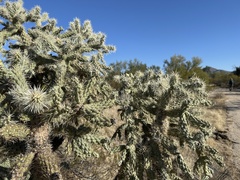 Cylindropuntia bigelovii