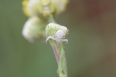 Thomisidae