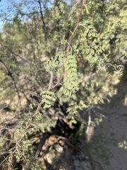 Vachellia constricta