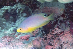 Pomacentrus amboinensis