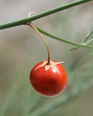 Asparagus tenuifolius