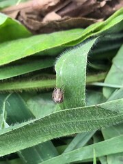 Eysarcoris guttigerus