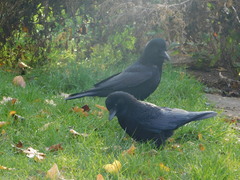 Corvus corone