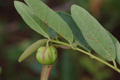 Euphorbiaceae