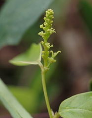 Euphorbiaceae