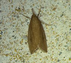 Chilo phragmitella