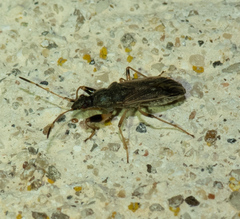 Paraparomius leptopoides