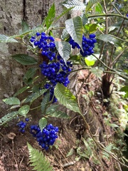 Palicourea cyanococca