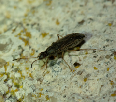 Paraparomius leptopoides