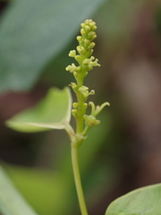 Euphorbiaceae