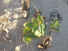 Glehnia littoralis