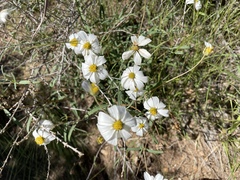 Melampodium leucanthum