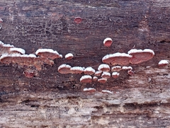 Merulius tremellosus