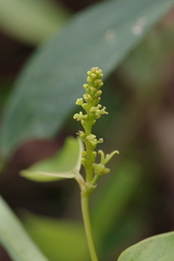 Euphorbiaceae