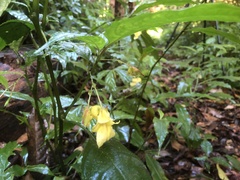 Impatiens duclouxii