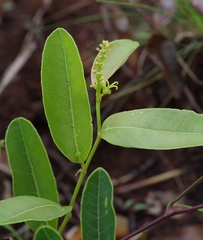 Euphorbiaceae