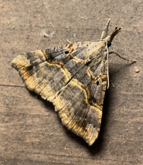 Hypena edictalis