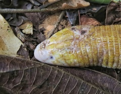 Amphisbaena alba