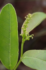 Euphorbiaceae
