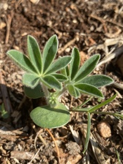 Lupinus pilosus