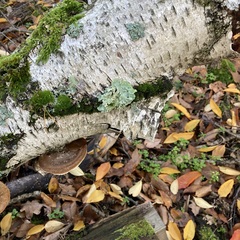 Flavoparmelia caperata