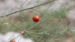 Asparagus tenuifolius