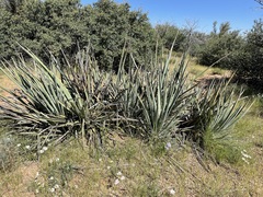 Yucca baccata