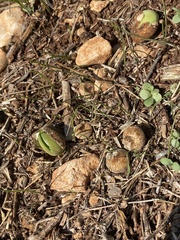 Lupinus pilosus