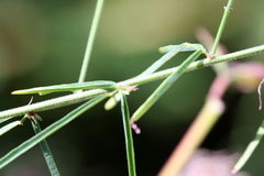 Desmodium strictum
