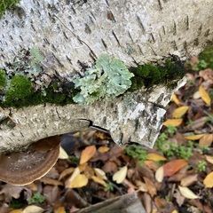 Flavoparmelia caperata