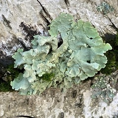 Flavoparmelia caperata