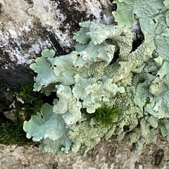 Flavoparmelia caperata