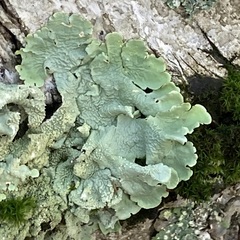 Flavoparmelia caperata