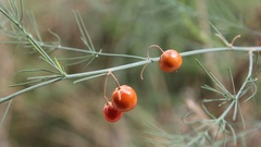 Asparagus tenuifolius