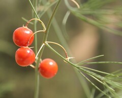 Asparagus tenuifolius