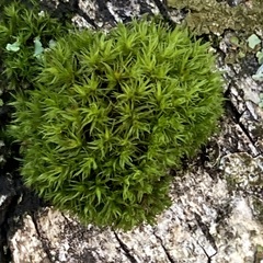 Lewinskya